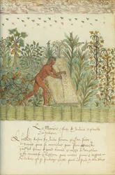 Natural History of the Indies
